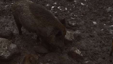 Boars-walking-in-mud-with-baby-boars