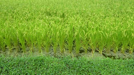 Rich-rice-field,-beautiful-green-grass,-it-will-be-harvest-day-for-farmer