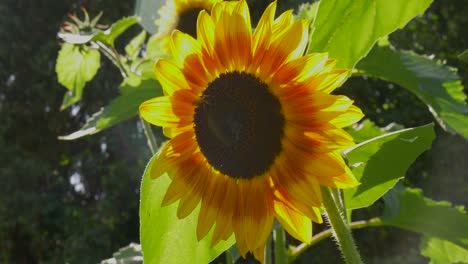 A-sunflower-is-weighing-in-the-wind,-the-sun-is-shining