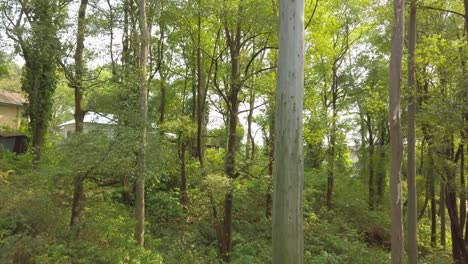 Wilder-Wald-Mit-Haus-Im-Hintergrund