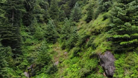 Deodar-Forest-Manali-Himachal---The-Woods-in-the-forest
