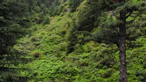 Bosque-Deodar-Manali-Himachal---El-Bosque-En-El-Bosque
