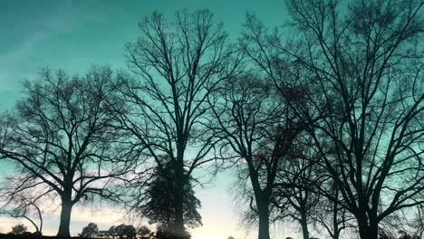 Subtile-Pfanne-Aus-Getrockneten-Bäumen-Mit-Blaugrünem-Himmel