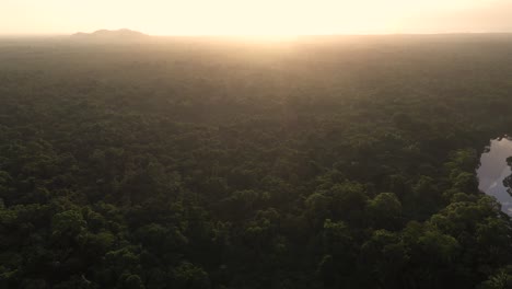 Dense-Jungle-Sunset-Trees-Aerial-Shot-4K