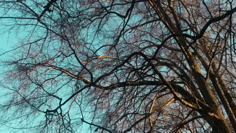 Trockene-Bäume,-Blattlose-Bäume-Mit-Blaugrünem-Himmel