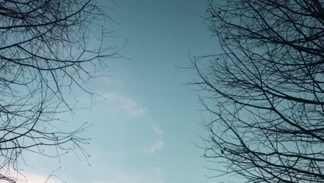 Blattlose-Bäume-Mit-Blaugrünem-Himmel-Im-Hintergrund