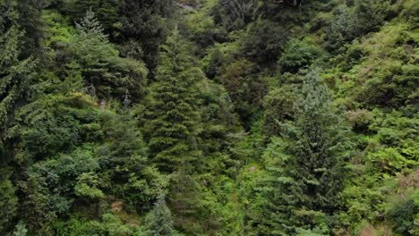 Deodar-Forest-Manali-Himachal---Der-Wald-Im-Wald