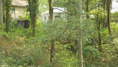 The-woods-in-backyard