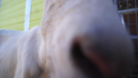A-goat-inspects-the-camera-at-a-farm-sanctuary