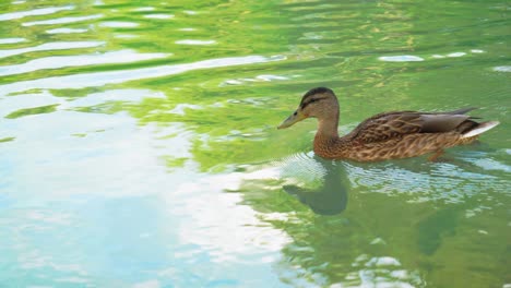 Mallard-duck-swimming-in-colorful-water-in-day-sunlight
