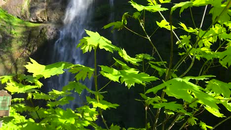 Schließen-Sie-Herauf-Baumblätter-Mit-Schönem-Wasserfallhintergrund-Während-Des-Sonnenuntergangs