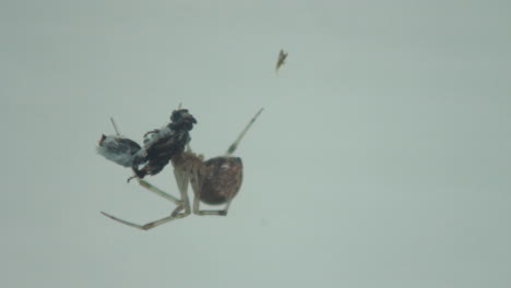 Makro-Einer-Spinne,-Die-Sich-Darauf-Vorbereitet,-Eine-Fliege-In-Einem-Netz-Zu-Essen