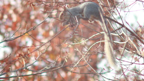 Squirrel-eating-in-a-tree
