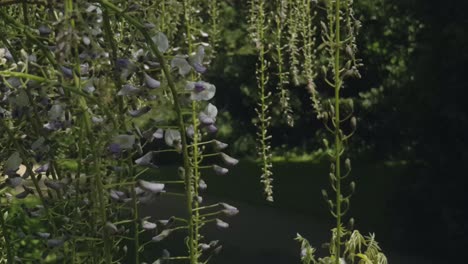 Aufnahmen-Von-Einigen-Schönen-Gärten-Und-Der-Bewaldeten-Umgebung