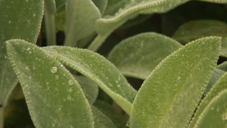close-up-of-raindrops-on-green-leaves