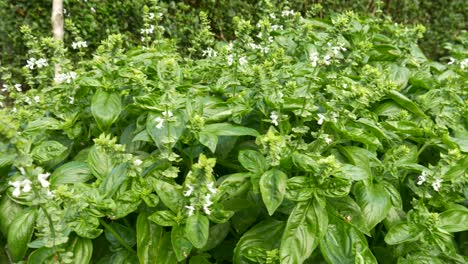 Italian-basil-grows-in-a-huge-bed-and-awaits-consumption