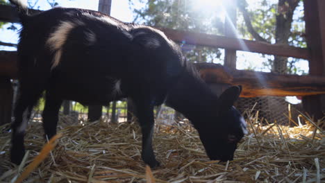 A-baby-goat-eats-hay-on-a-farm