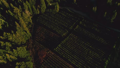 Aerial-shot-of-a-farm-nestled-in-a-redwood-forest-in-Northern-California