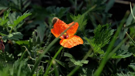 Schöne-Wilde-Rote-Poopy-Blume,-Die-Sich-Sanft-Im-Wind-Wiegt
