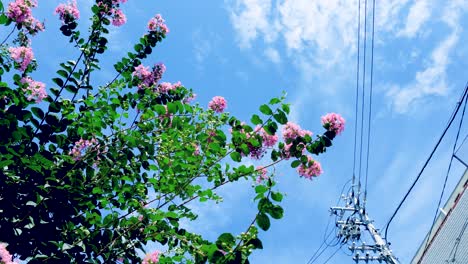 Beautiful-flowers-blossom-wave-in-blue-sky,-Lagerstroemia-indica