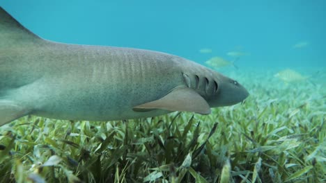 Tiburón-Nodriza-Nadando-En-El-Fondo-Del-Mar-Océano-Azul-Caribe
