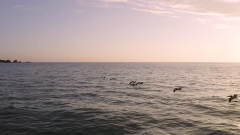 Fliegen-Mit-Pelikanen-Tief-über-Dem-Wasser-Während-Des-Sonnenuntergangs-An-Der-Küste