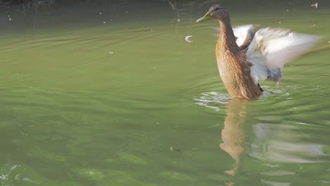 Wild-duck-swimming-at-nature-pond-and-spreading-the-wings-to-flap