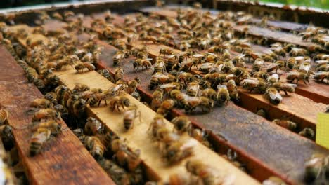 Eine-Kolonie-Kultivierter-Bienen-In-Einer-Offenen-Kiste-Mit-Gerahmten-Waben