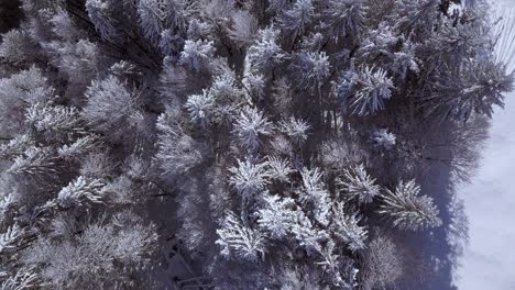 Slowly-rising-up-looking-down,-snow-covered-evergreen-forest,-Hundwiler-Hoehe,-aerial-god-view