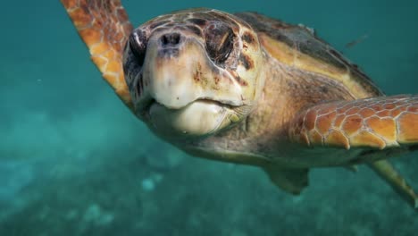 Big-Loggerhead-Sea-Turtle-Looking-Into-Camera-Blue-Caribbean-Ocean