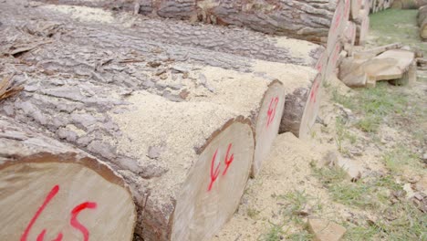 Tree-trunks-were-felled-and-sawn-off