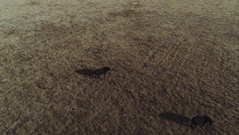 Cinematic-drone-shot-of-large-cow-in-a-dry-grass-field