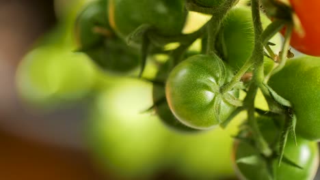 Close-up-of-green,-unripe-cherry-tomatoes-hang-on-a-tomato-bush-and-gently-move-in-the-wind