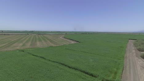 Aerial-View-of-a-Cornfield