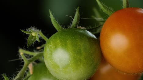 Close-up-trucking-shot-showing-a-bunch-of-tomatoes-with-a-mix-of-red-and-green,-dark-background