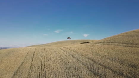 Drohne-Zoomt-Auf-Einen-Einsamen-Toskanischen-Baum-Zwischen-Goldenen-Maisfeldern