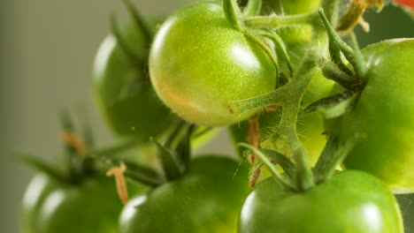 Slow-pan-over-green,-unripe-cherry-tomatoes-hang-on-a-tomato-bush-and-gently-move-in-the-wind