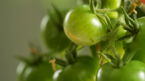 Tomates-De-Cerezo-Verdes-E-Inmaduros-Cuelgan-De-Un-Arbusto-De-Tomate-Y-Savia-En-El-Viento