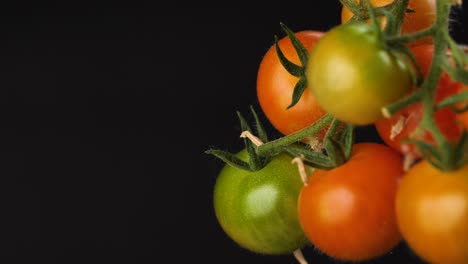 Close-up-shot-of-a-bunch-of-tomatoes-growing,-some-ripe-and-some-ripe-dark-background