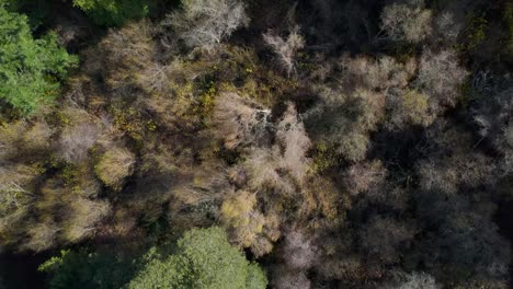 Drone-bird's-eye-of-Northern-California-forest