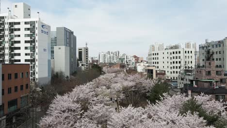 Aerial-drone-fly-over-top-cherry-blossom-trees-in-Seoul-city-centre,-South-Korea