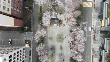 Aerial-drone-top-down-birds-eye-view-Seoul-city-centre-with-Korean-cherry-blossom,-South-Korea