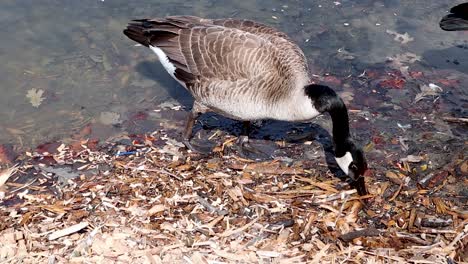 Canadian-Goose-walking-to-right-in-urban-waterfowl-pond-looking-for-food-along-shoreline