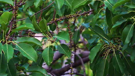 Die-Blätter-Und-Jungen-Früchte-Eines-Cây-Sộp-Baums-In-Vietnam---Ein-Mitglied-Der-Pappelgewächse---Wissenschaftlicher-Name-Ficus-Subpisocarpa