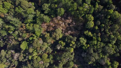 Drone-bird's-eye-of-Northern-California-forest-pushing-in