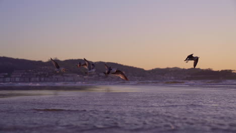 Flying-Of-Seagulls-Over-The-Sea-At-Sunset---slow-motion