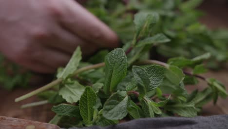 Close-up-slider-shot-of-a-man-choosing-some-fresh-spearmint-in-the-kitchen-with-a-knife-kept-nearby