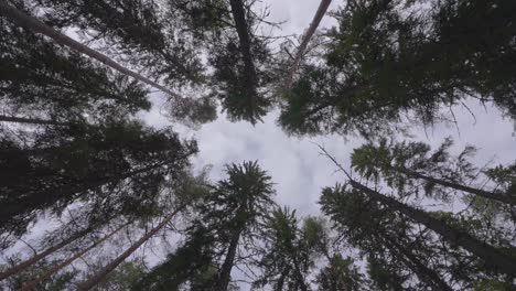Looking-Up-On-Tall-Dense-Spruce-Trees-On-Sunset