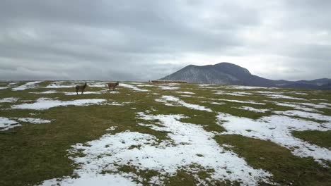 Pair-Of-Donkey-With-Flock-Of-Free-Range-Sheeps-On-A-Snowy-Mountain-Hill
