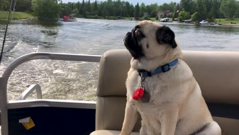 Pug-Dog-sitting-on-pontoon-boat-while-travelling-on-lake-looking-forward-Manitoba-Canada